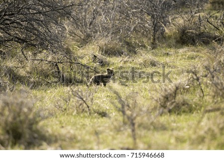 Baby Red Fox in A Nature Landscape