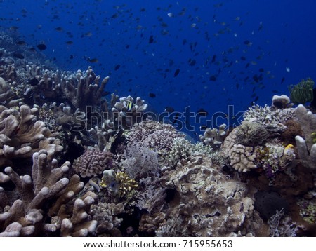 Underwater photograph of the top of a reef wall, scuba diving in Sulawesi Indonesia.