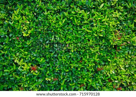 green flower and green leaf in nature for background. Nature concept with empty area for text. feeling relaxed in the nature. the picture can support commercial fruit or fresh food.
