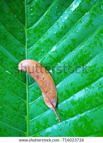 water droplets on green leaf texture
