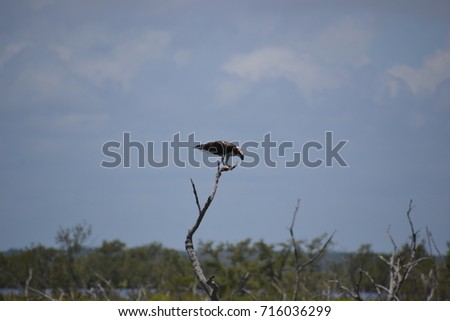 osprey eating at the top of a tree