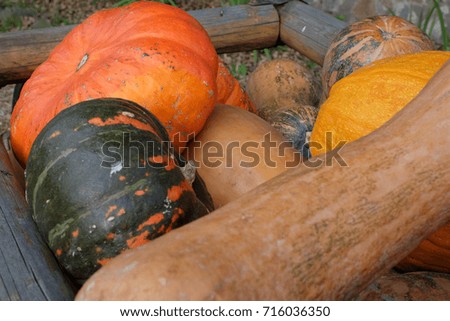 Multicolored pumpkin close-up
