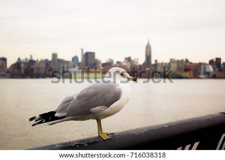 Seagull and NYC Skyline