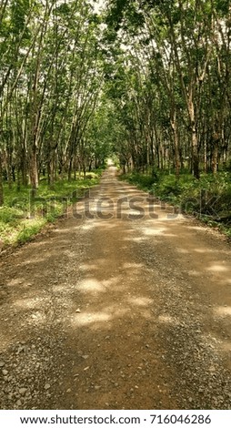 rubber plantation