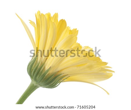 Studio Shot of Yellow Colored Calendula Isolated on White Background. Large Depth of Field (DOF). Macro. Sacred Flower of Ancient India.