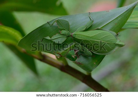 camouflage leaf mantis on branch tree in the wild Royalty-Free Stock Photo #716056525
