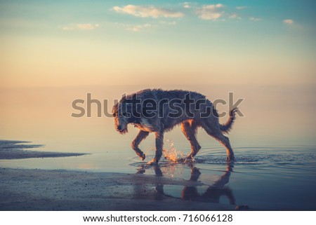 Big gray dog go in the water in the sunset light on the sky background. Irish Wolfhound Royalty-Free Stock Photo #716066128
