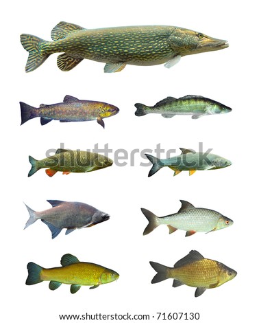 Great collection of freshwater fish on white background.