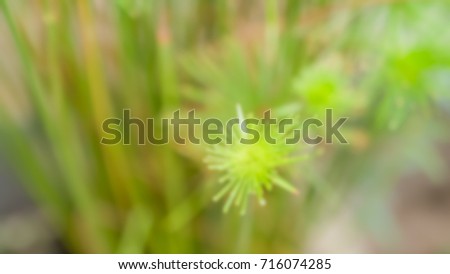 Blurred image of flowers in a forest on a sunny day. Background-abstract, graphic design-free space for text.