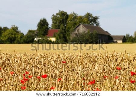 Red poppy flowers in th wheat field.