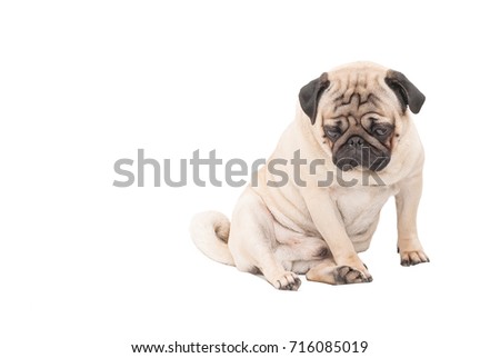 Sad pug dog isolated a white background. Picture for printed materials and backgrounds.