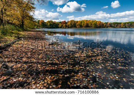Maple dead leaves have spread to the surface of a lake in Quebec in the fall