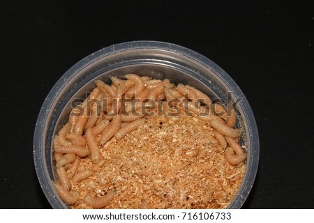 Alive maggot bait for fishing in the sawdust