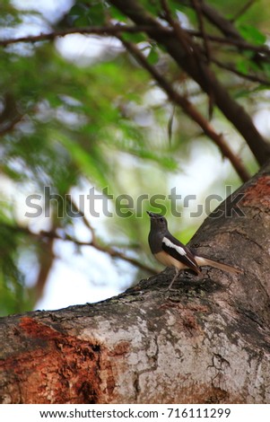 A little bird on the tree