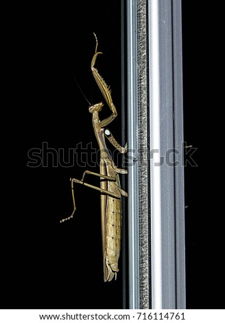 pictures of locusts, pictures of locusts climbing at night