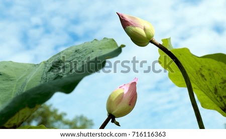 attractive pink lotus bud, Indian Lotus, Sacred Lotus, Bean of India and green lotus leaf