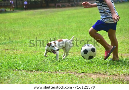 Motion picture of Jack russell dog plays soccer with little boy