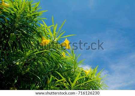 Yellow flower and green leaf with blue sky on background.