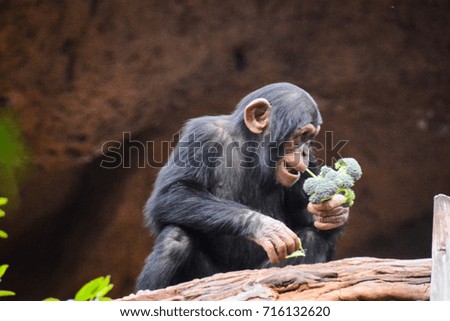 Photo Picture of Black Chimpanzee Ape Mammal Animal