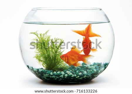 Goldfish fishbowl