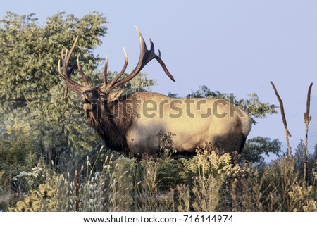 Bugling bull elk - photograph taken in Elk County, Elk State Forest, Benezette, Pennsylvania.