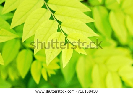 Star Gooseberry leaves . Select focus 