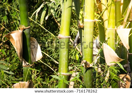 the bundle of bamboo with sunlight