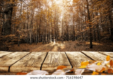 autumn background of desk in forest 