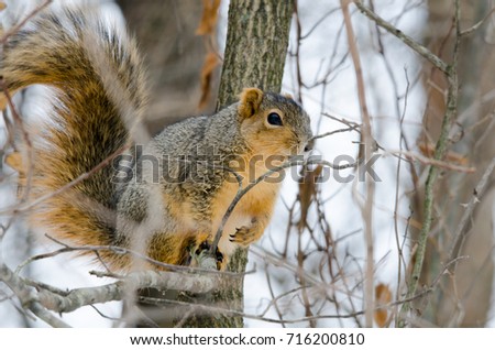 A squirrel perches on a branch