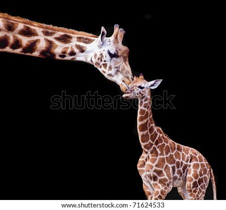 Mother and Baby Giraffe on a Black Background