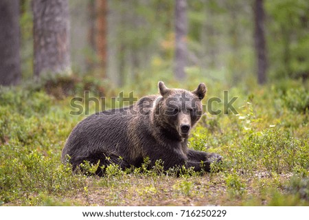 BEAR IN TAIGA FOREST