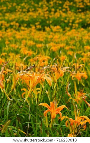  Hemerocallis fulva,Orange Daylily,The Orange daylily flower at sixty stone mountain, Fuli, Hualien, Taiwan