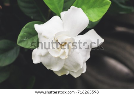 beautiful Gardenia jasminoides flower on tree in garden, white flower. blooming flower.