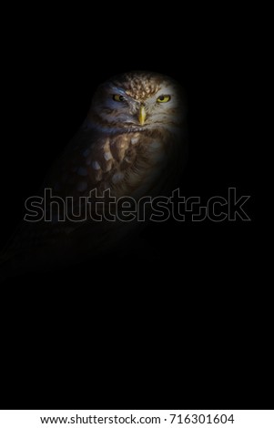 Art in Nature Photography. Spot light and Bird. Black background. Little owl