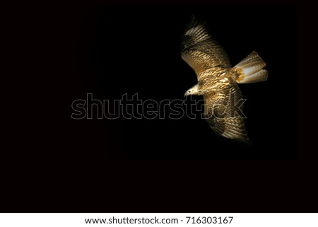 Art in Nature Photography. Spot light and Bird. Black background.