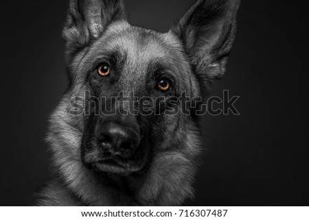 This shot is a German Shepard converted to black and white with the eyes isolated in color 