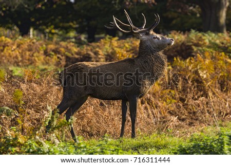 Red Deer (Cervus elaphus) stag, Richmond Park, Richmond, London, England, United Kingdom