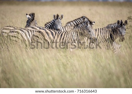 Group of Zebras standing in the high grass in the Chobe National Park, Botswana.