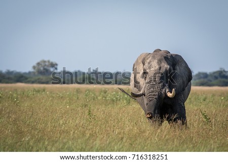 Big Elephant bull stretching his trunk in the Chobe National Park, Botswana.
