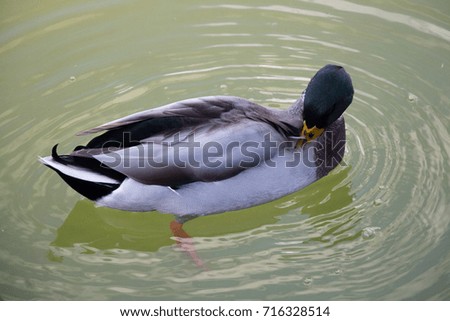 The view of a duck cleaning feathers in a green water pond.