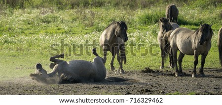 A herd of king horses.