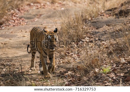 Rajbhera Tigress, Bandhavgarh National Park, India