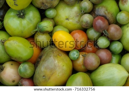 Tomatoes. Spoiled tomatoes. Rotten tomato background