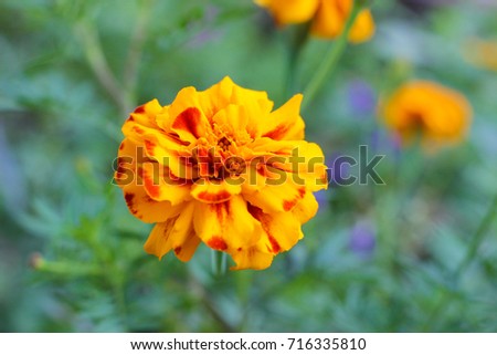 Marigold flower. Autumn background.