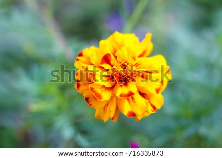Marigold flower. Autumn background.