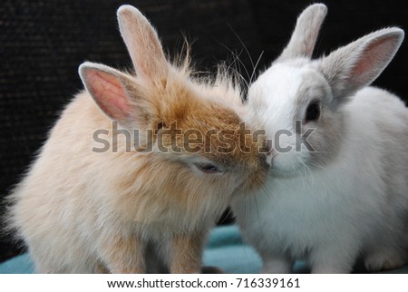 Rabbits in love at Easter time