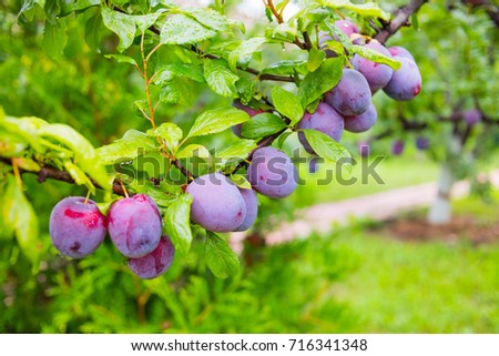 plum tree branches, harvesting, many ripe juicy organically-grown plums against the background of greenery in the garden