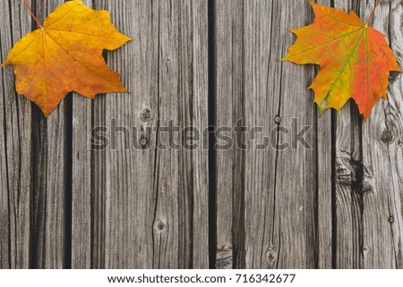 autumn yellow-orange maple leaves on a rustic wooden background