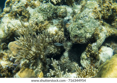 Underwater photography of the Caribbean Sea. Corals and fish.