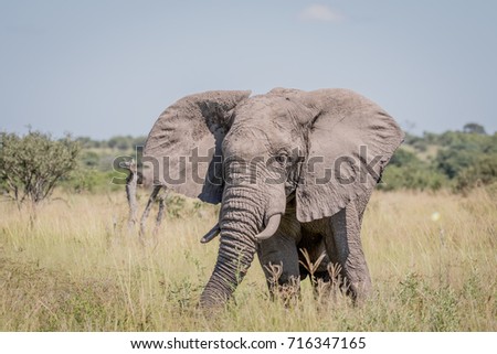 Elephant standing in high grass in the Chobe National Park, Botswana.